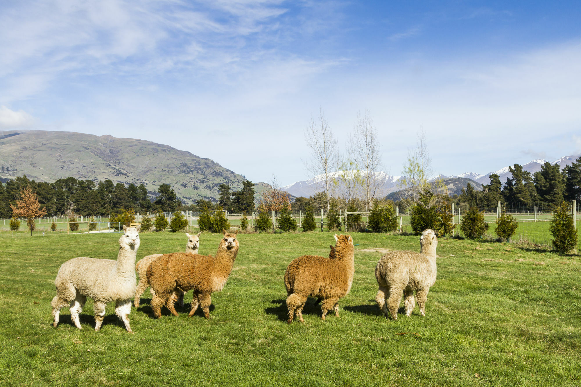 Criffel Station Farmstays Luggate المظهر الخارجي الصورة